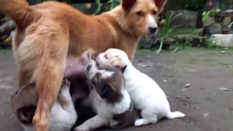 Dancing puppy makes adorable