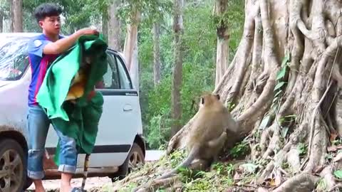 Fake Tiger VS Monkey and Dog Fight| Super Funny Video