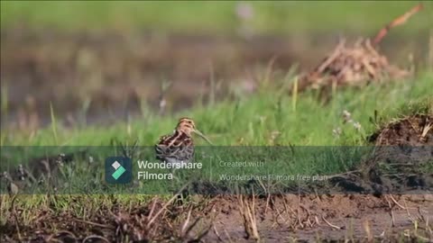 This Bird Is Gently Taking A Walk