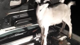Goat Car Mechanic