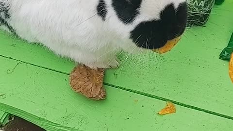 Rabbit🐰 eating 🐰chips🐰