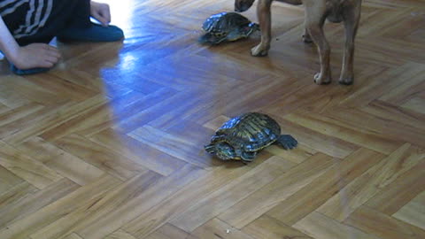 The tortoise runs away from touching