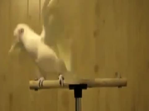 Dancing parrot