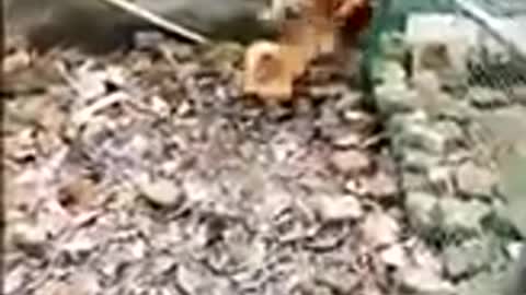 Dog Vs Chicken // Funny Video