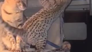 Savannah Kitten Tail Pull Prank