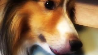 White brown black fluffy dog laying in bed chewing air