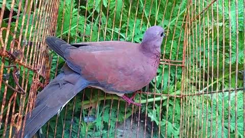 Laughing dove