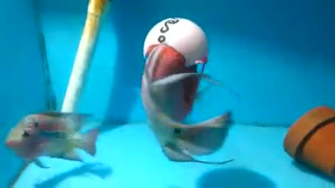 Fish helmet : funny video