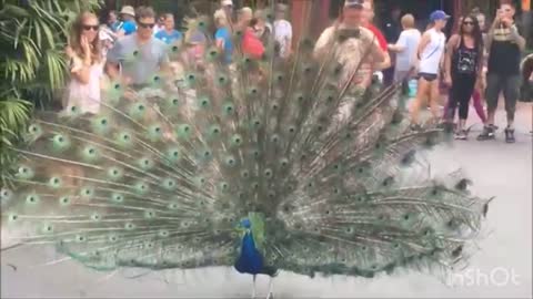 Peacock opening its feather
