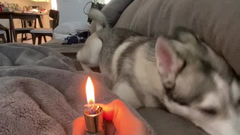 Dramatic Husky Sees a Lighter for the First Time