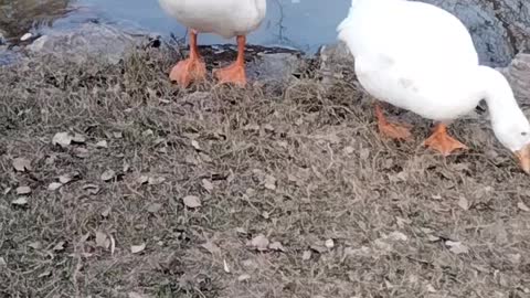 Cute Goose 🦆 Video By Kingdom of Awais