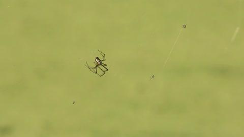 large and small spiders on a web