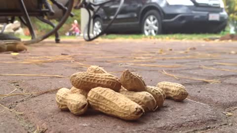 Chipmunk eating peanuts viral