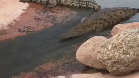 CrocodilesFUN