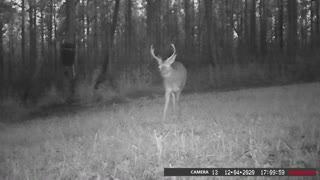 Dec 11 2020 Trail Cameras