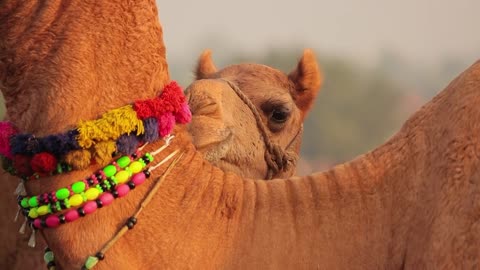 Camels in slow motion at the Pushkar Fair, also called the Pushkar Camel