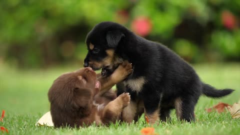 Puppies dogs - friendship joy