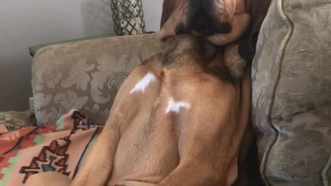 Bloodhound casually sits like a human to watch some TV