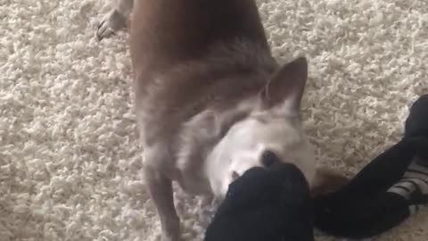 Small brown dog taking owners socks off