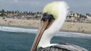 Suspicious pelican watches surfers
