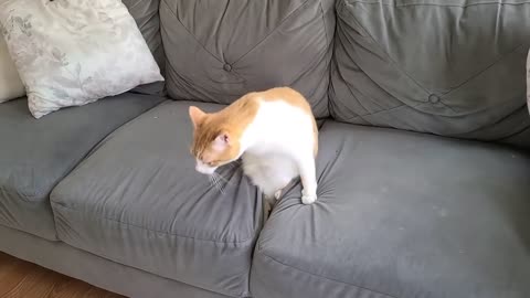 Cat Hides Amidst Sofa Cushions