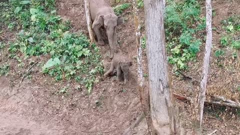 Little elephant playing on a slide