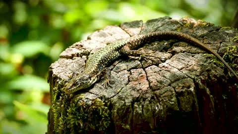 Shallow Focus of Iguana on Tree Stump