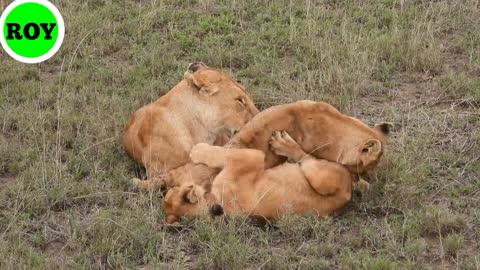 Watch the video of the lion king of the wild animals when he is calm