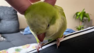 Cute Quaker Parrot Loves Pets