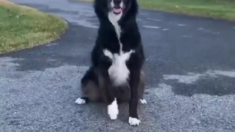 DOG FOLLOWS INSTRUCTIONS BY THE OWNER