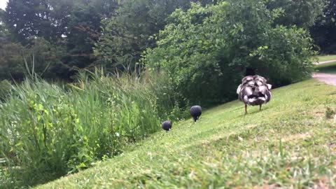 Ducks on the grass