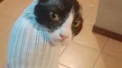 Cat in a sock