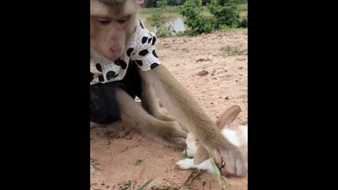 Adorable Monkey in a White Shirt Bonds with a Furry White Friend: Heartwarming Playtime!