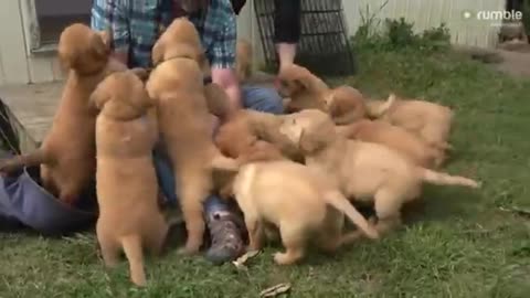 Overjoyed golden retriever puppies flow like a river of cuteness into back yard