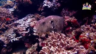 Puffer Fish Eductional video