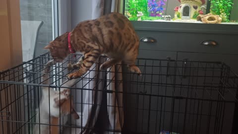 Kitten desperately tries to catch brothers tail
