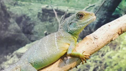 Water Dragon Lizard Chinese New Video