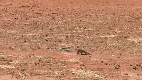 Yellow mongoose Vs Cape cobra 🐍