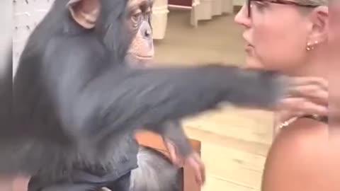 Funny Monkey Videos 🤣 Monkey will make you laugh 🤣Best Funny Animal Videos