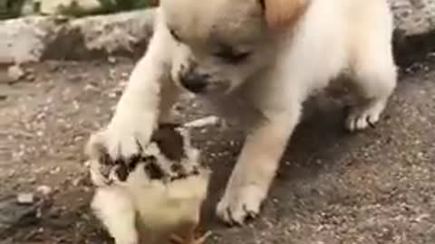 Lovely and funny animals Lovely dog video