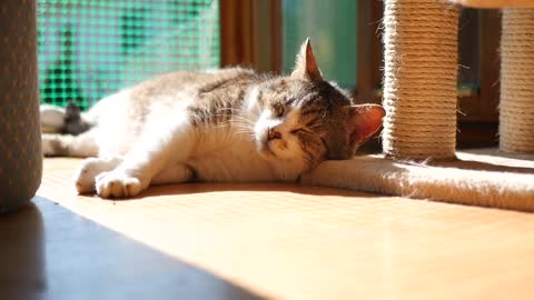 Sleeping cat basking in the lobby