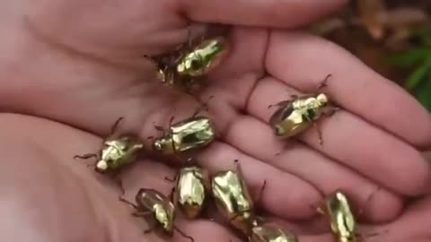 Golden Tortoise Beetle - A walking Jewel