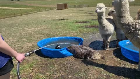 Emu Takes a Not so Graceful Splash in the Pool