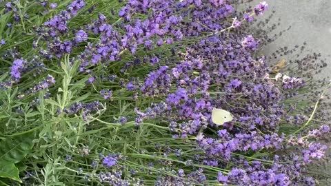 Big carpenter bee shoos butterfly away from wisteria flower