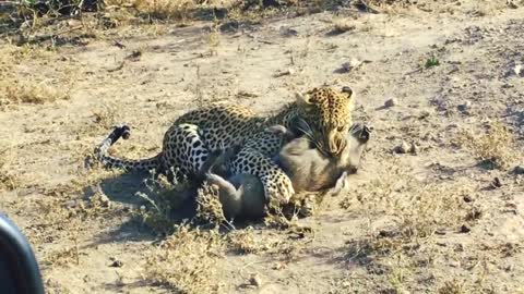 Fastest leopard kill ever