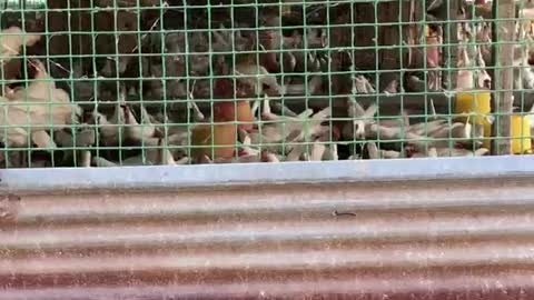 Hens in cage