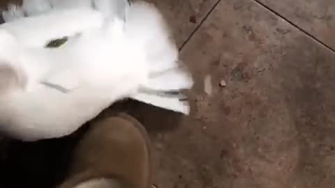 Cockatoo attacks boots