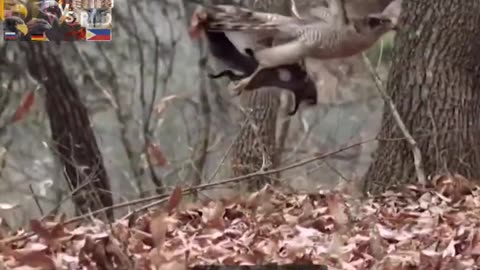 The Golden Eagle Attack Animals Survive