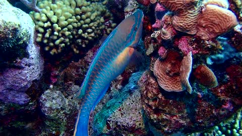 Parrot Fish @ Bonaire, N.A.