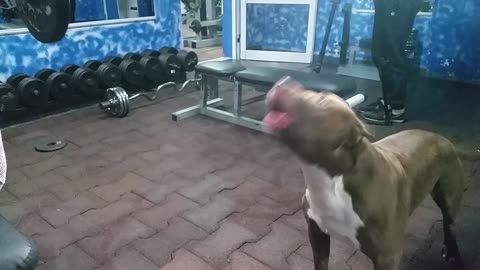 Pit Bull Diesel counting exercise reps workout routine